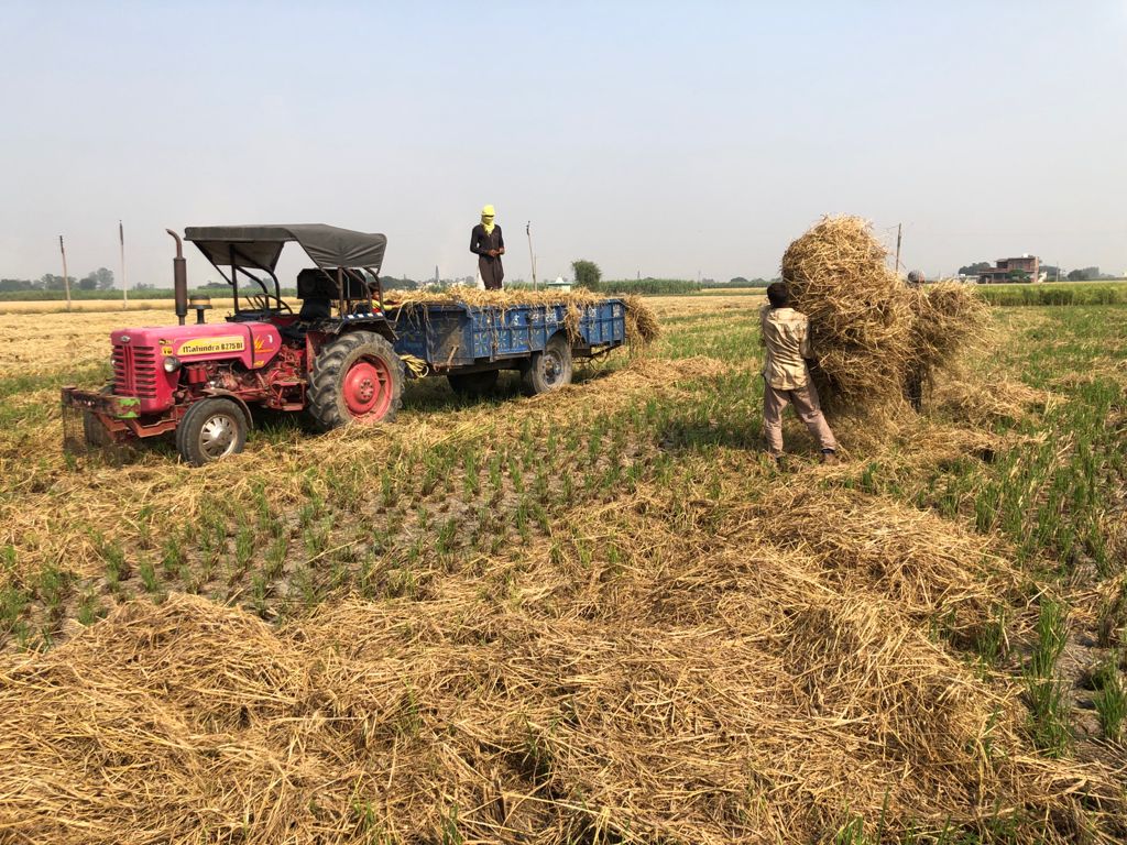 Lifting of stubble by Gujjars for Fodder.jpg