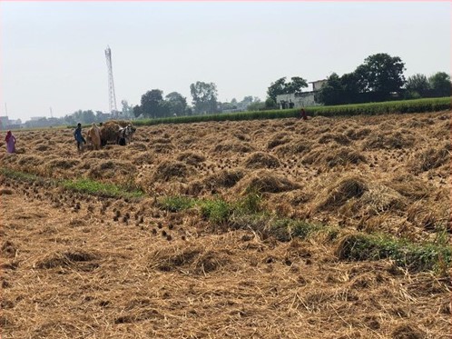 Lifting by Gujjars for Fodder.jpg