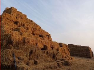 Stubble Stacking.JPG